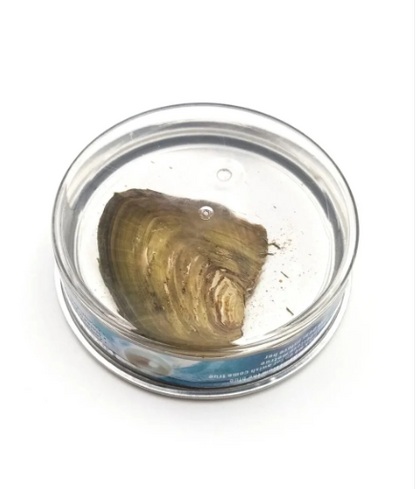 Love Shell® Canlı İstiridye Kafes Kolyesi